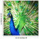 Splendid Peacock with Feathers Wall Decal
