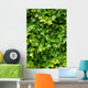 Abstract Lush Green Ivy Wall Decal