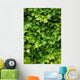 Abstract Lush Green Ivy Wall Decal
