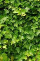 Abstract Lush Green Ivy Wall Decal