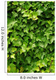 Abstract Lush Green Ivy Wall Decal