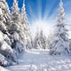 Sonniger Winterwald Wall Decal