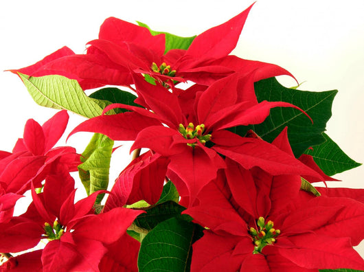 Poinsettia Red Leaves Wall Decal