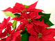 Poinsettia Red Leaves Wall Decal