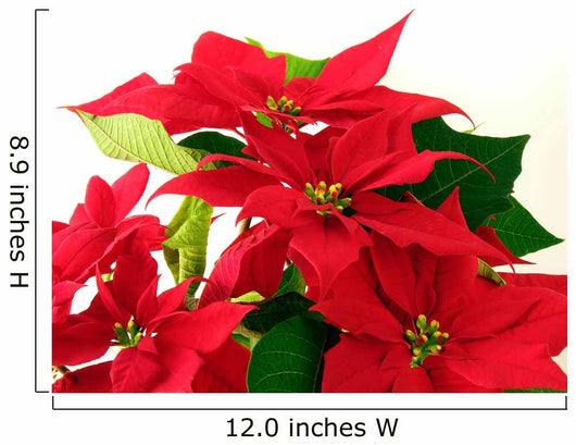 Poinsettia Red Leaves Wall Decal