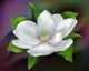 Blooming Magnolia Wall Decal