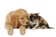 Golden Retriever Mit Katze Wall Decal