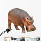 Hippopotamus Wall Decal
