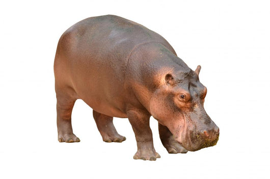 Hippopotamus Wall Decal