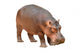 Hippopotamus Wall Decal
