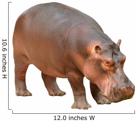 Hippopotamus Wall Decal