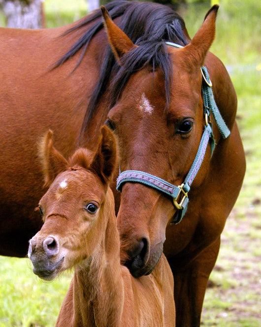 Mare and Colt Nuzzling Wall Decal