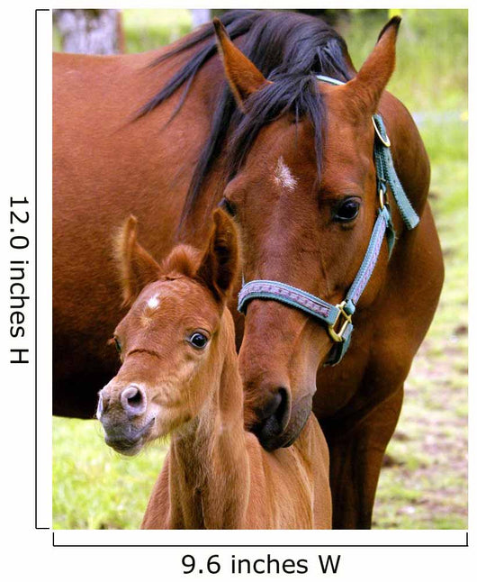 Mare and Colt Nuzzling Wall Decal