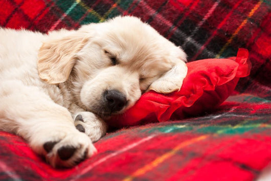 Sleeping Puppy Plaid Wall Decal