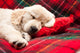 Sleeping Puppy Plaid Wall Decal