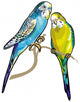 Budgie Wall Decal