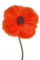 Single Poppy White Wall Decal