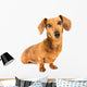 Dachshund Dog Wall Decal