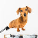 Dachshund Dog Wall Decal