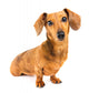 Dachshund Dog Wall Decal