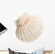 Scallop Shell Wall Decal