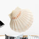 Scallop Shell Wall Decal