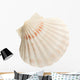 Scallop Shell Wall Decal