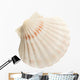 Scallop Shell Wall Decal