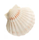 Scallop Shell Wall Decal