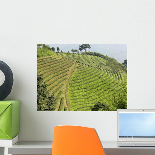 Thai Tea Plantation Wall Decal