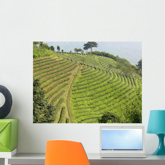 Thai Tea Plantation Wall Decal