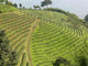 Thai Tea Plantation Wall Decal