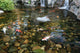 Koi Fish Pond Koi Wall Decal