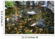 Koi Fish Pond Koi Wall Decal
