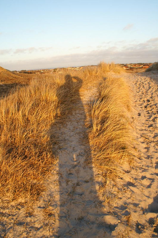 Panoramic over Dunes Evening Wall Decal