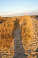 Panoramic over Dunes Evening Wall Decal