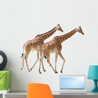 Two Giraffes Walking Wall Decal shown on a wall