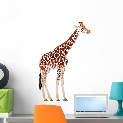 Giraffe Giraffa Camelopardalis Wall Decal shown on a wall