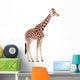 Giraffe Giraffa Camelopardalis Wall Decal