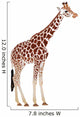 Giraffe Giraffa Camelopardalis Wall Decal