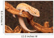 Gecko Wall Decal