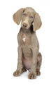 Full Length Photo Young Wall Decal