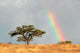 Rainbow Landscape Kalahari Desert Wall Decal
