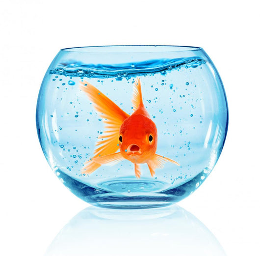 Goldfish Aquarium Wall Decal Design 2