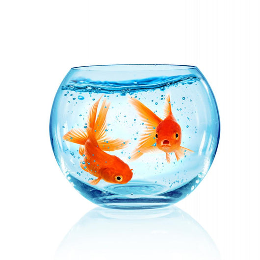 Goldfish Aquarium Wall Decal Design 1