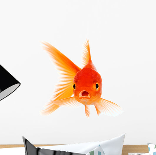 Goldfish Wall Decal Design 2