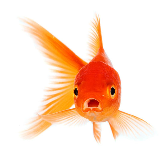 Goldfish Wall Decal Design 2