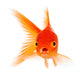 Goldfish Wall Decal Design 2