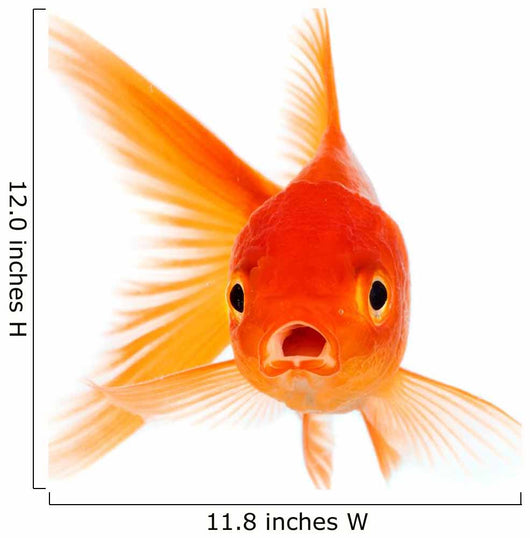 Goldfish Wall Decal Design 2