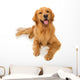 Golden Retriever Dog Wall Decal
